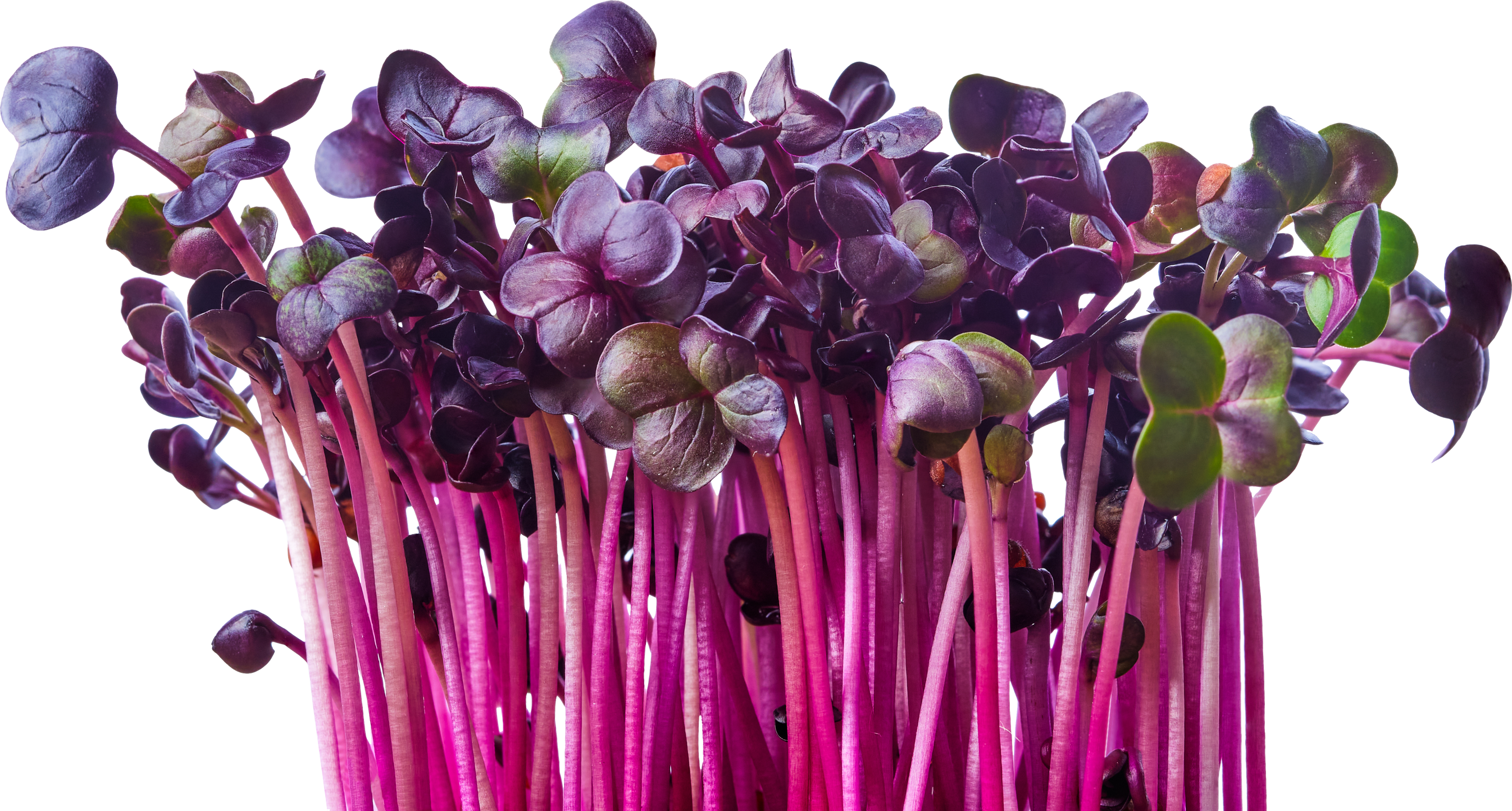 Fresh Purple Radish Sprouts Isolated on White. Microgreens.